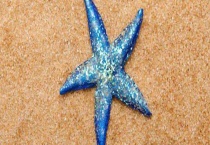 海星吃什么食物 海星的分类