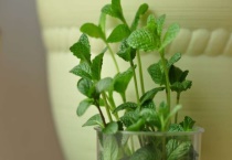 水培薄荷冬天会冻死吗？