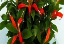 口红花有毒吗 可以吃吗 可以在室内养殖吗？