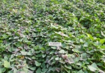 南方几月份开始种红薯