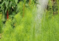 哪些误区容易在使用植物调节剂时出现 植物生长调节剂是什么？