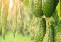 牛油果种植条件 牛油果的产地分布