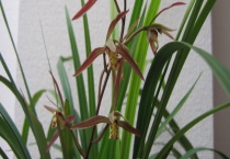 寒兰的开花时间 寒兰花期怎么管理