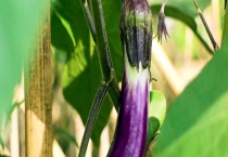 适合春天种植的农作物