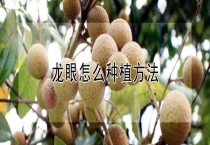 龙眼怎么种植多久？