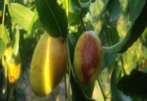 脆枣的成熟时间是什么时候 附脆枣简介