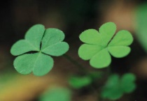 四叶草长什么样