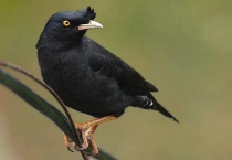 八哥鸟有几种种类