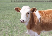 牛口吐白沫需要怎么冶