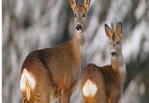 狍子和麂子的区别？ 详细介绍