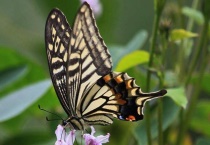 蝴蝶冬天去哪了