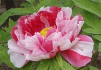 国色天香指的是哪种植物