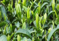 碧螺春是绿茶吗 附功效