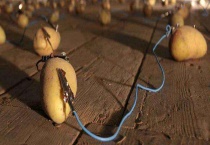 土豆发电原理是什么 附土豆发电的制作多久？