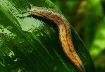 鼻涕虫为什么怕盐