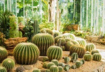 仙人掌长得又细又长怎么办？