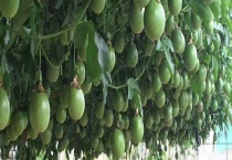 百香果产地在哪里 附生长环境和品种类别