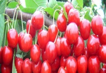 十堰樱桃一般几月成熟 附十堰樱桃采摘地推荐