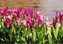 姜荷花一年开几回