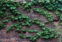 如何解决爬山虎招蛇