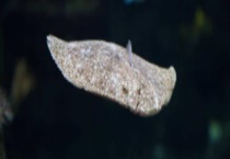 多宝鱼多少钱一斤 如何选购？