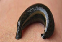 水蛭的繁殖方法 附其养殖技术