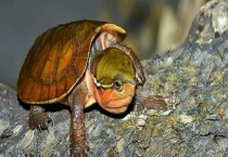 鹰嘴龟多少钱一只 如何鉴别雌雄