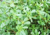 马齿苋在农村叫什么？