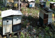 蜂箱由哪些部分组成的 巢框有什么作用