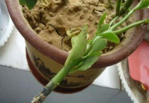 琴叶榕扦插多久？