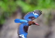 白胸翡翠鸟是几级保护动物