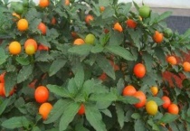 四季果只开花不结果什么原因？