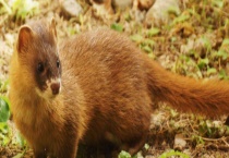 黄鼠狼为什么叫黄大仙 为什么不能打黄鼠狼