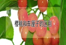 樱桃和车厘子的区别？