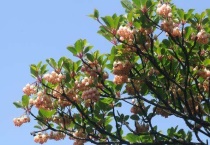 吊钟树为什么叫吊钟树