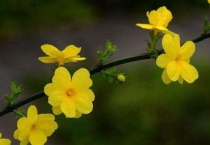 迎春花和桃花哪个先开