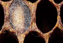 蜡螟(巢虫) 详细资料有哪些？