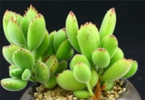 熊童子怕冷吗？