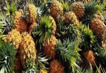 菠萝是哪里的特产？和凤梨有什么区别？？