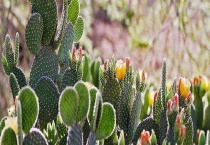 仙人掌结果需要几年 有哪些主要价值