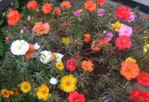 不用浇水的植物有哪些？