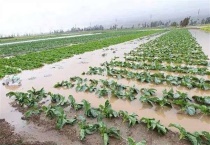 油菜渍害后该怎么办？