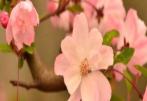 秋海棠和海棠的区别？