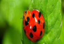 十三星瓢虫吃什么 它是益虫还是害虫