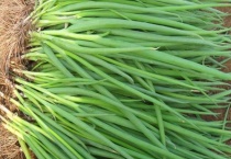 小葱种子催芽多久？