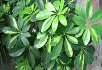 七叶花和七叶莲一样吗？