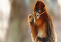 金丝猴的生活习性 群居为主