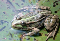 冬天青蛙去哪里了