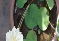 碗莲浮叶和立叶区别？