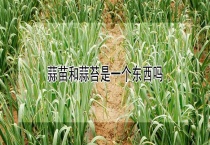 蒜苗和蒜苔是一个东西吗？
